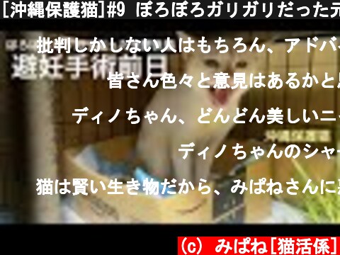 [沖縄保護猫]#9 ぼろぼろガリガリだった元野良猫ディノ、避妊手術前日の様子。やっぱり猫は箱が好き。  (c) みぱね[猫活係]