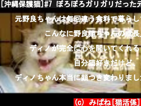 [沖縄保護猫]#7 ぼろぼろガリガリだった元野良猫ディノ、突然2日間食べなくなりプチパニック！無言の猛抗議の理由。  (c) みぱね[猫活係]
