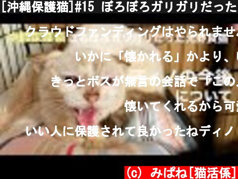 [沖縄保護猫]#15 ぼろぼろガリガリだった元野良猫ディノの今後についてご報告。  (c) みぱね[猫活係]