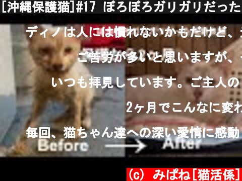 [沖縄保護猫]#17 ぼろぼろガリガリだった元野良猫ディノ、保護から2ヶ月経った現在。05:05〜先住猫たち。  (c) みぱね[猫活係]