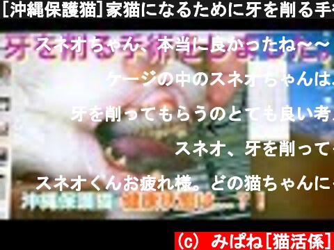 [沖縄保護猫]家猫になるために牙を削る手術を受けた元野良猫。咬む力加減を知らずに大きくなった猫を飼うための決断。  (c) みぱね[猫活係]