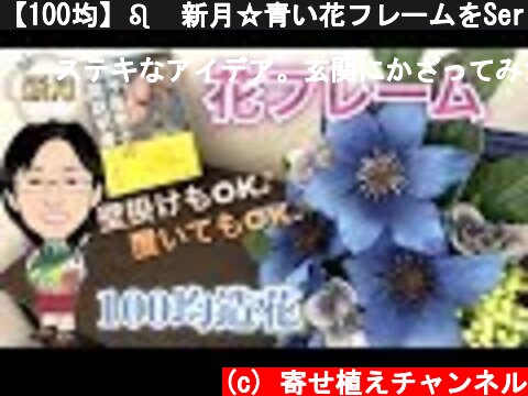 【100均】♌️新月☆青い花フレームをSeriaの造花で作りました♪第3弾〜獅子座新月〜  (c) 寄せ植えチャンネル