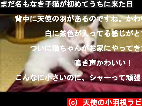 (c) 天使の小羽根ラビ まだ名もなき子猫が初めてうちに来た日 まだ名もなき子猫が初めてうちに来た日 (c) 天使の小羽根ラビ