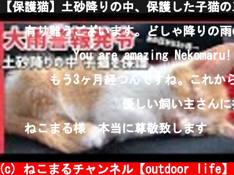 【保護猫】土砂降りの中、保護した子猫の三ヶ月後。  (c) ねこまるチャンネル【outdoor life】