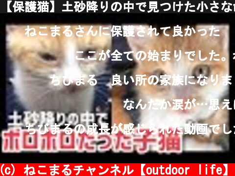 【保護猫】土砂降りの中で見つけた小さな命。〜あれから1年〜  (c) ねこまるチャンネル【outdoor life】