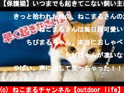 【保護猫】いつまでも起きてこない飼い主に文句をたれる猫。  (c) ねこまるチャンネル【outdoor life】
