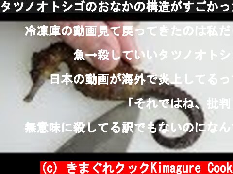 タツノオトシゴのおなかの構造がすごかった。 Seahorse Eat 海马削减吃  (c) きまぐれクックKimagure Cook