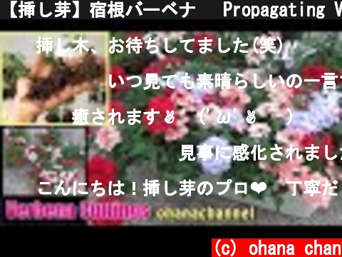 【挿し芽】宿根バーベナ🌱 Propagating Verbena from Cuttings❢🌺  (c) ohana chan