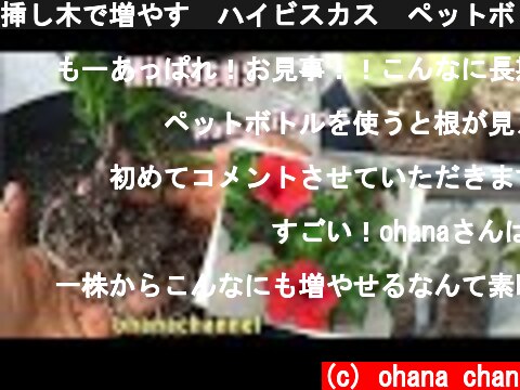 挿し木で増やす🌺ハイビスカス❕ペットボトルの簡単温室‼How to grow Hibiscus from Cuttings🌺  (c) ohana chan
