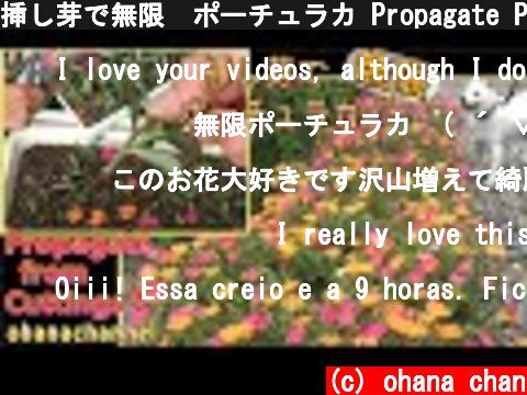 挿し芽で無限❕ポーチュラカ Propagate Portulaca from Cuttings🌺  (c) ohana chan