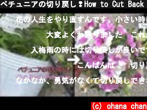 ペチュニアの切り戻し❢How to Cut Back Petunias🌺 To enjoy many flowers for a long time(*^▽^*)  (c) ohana chan