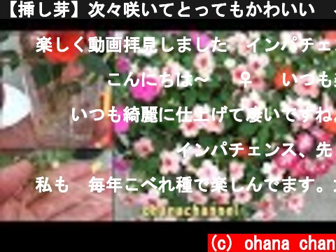【挿し芽】次々咲いてとってもかわいい🌺インパチェンス✨Impatiens from cuttings❕ Easy & Blooms one after another🤩  (c) ohana chan