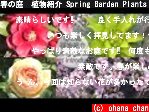 春の庭🌸植物紹介 Spring Garden Plants Introduction♪  (c) ohana chan