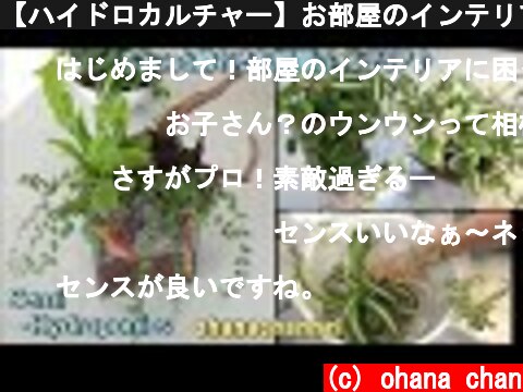 【ハイドロカルチャー】お部屋のインテリアに❕🍃Indoor Water Garden Semi-Hydroponics❕  (c) ohana chan