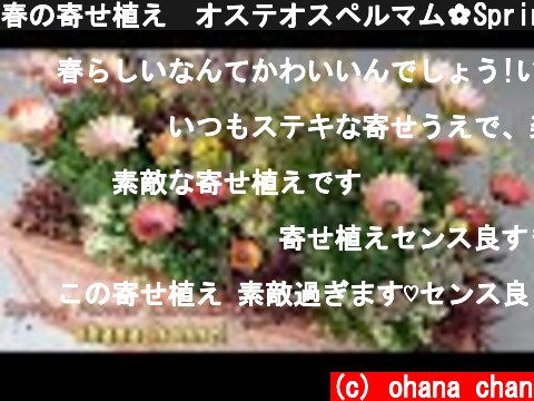 春の寄せ植え🌸オステオスペルマム✿Spring Flower Container✿  (c) ohana chan