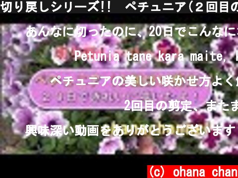 切り戻しシリーズ!!　ペチュニア(２回目の剪定）Cut Back Series!! Petunia(Second Time)  (c) ohana chan