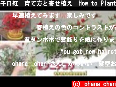 千日紅🍓育て方と寄せ植え🌱How to Plant & grow Gomphrena ❕  (c) ohana chan