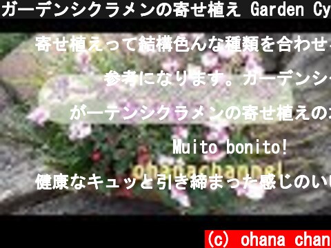 ガーデンシクラメンの寄せ植え Garden Cyclamen Planting Arrangement♪  (c) ohana chan