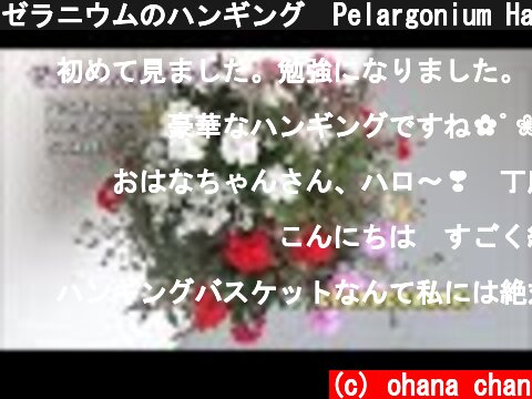 ゼラニウムのハンギング　Pelargonium Hanging Basket♪(2019.4.24作)  (c) ohana chan