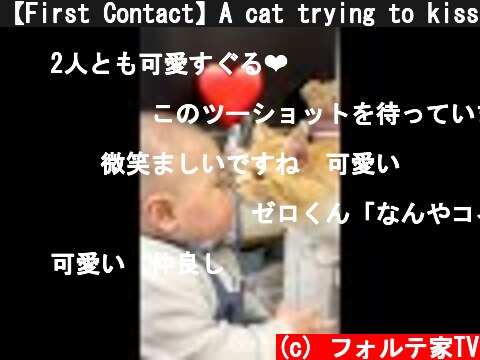 【First Contact】A cat trying to kiss a baby　#Shorts  (c) フォルテ家TV