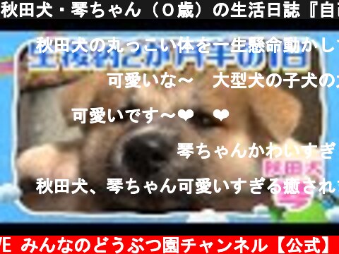 秋田犬・琴ちゃん（０歳）の生活日誌『自己紹介編その１』【I LOVE みんなのどうぶつ園公式】Akita puppy's lovely dairy! Japanese puppies  (c) I LOVE みんなのどうぶつ園チャンネル【公式】