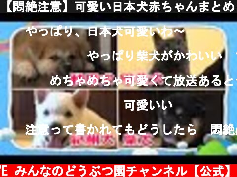 【悶絶注意】可愛い日本犬赤ちゃんまとめ【I LOVE みんなのどうぶつ園公式】どうぶつ大好き新人スタッフ作成  (c) I LOVE みんなのどうぶつ園チャンネル【公式】