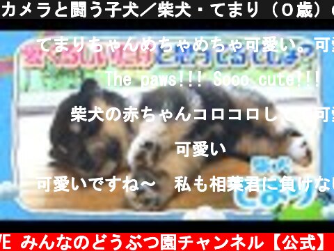カメラと闘う子犬／柴犬・てまり（０歳）の生活日記【I LOVE みんなのどうぶつ園公式】Shiba puppy fighting camera! Cute dogs in Japan!  (c) I LOVE みんなのどうぶつ園チャンネル【公式】