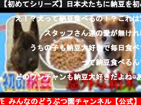 【初めてシリーズ】日本犬たちに納豆を初めてあげてみた！【YouTube限定】  (c) I LOVE みんなのどうぶつ園チャンネル【公式】