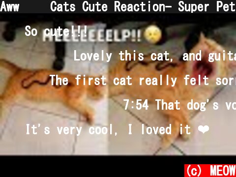 Aww😂😂 Cats Cute Reaction- Super Pets Videos| MEOW  (c) MEOW