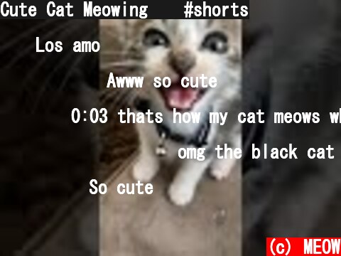 Cute Cat Meowing 😺 #shorts  (c) MEOW