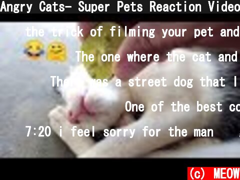 Angry Cats- Super Pets Reaction Videos| MEOW  (c) MEOW