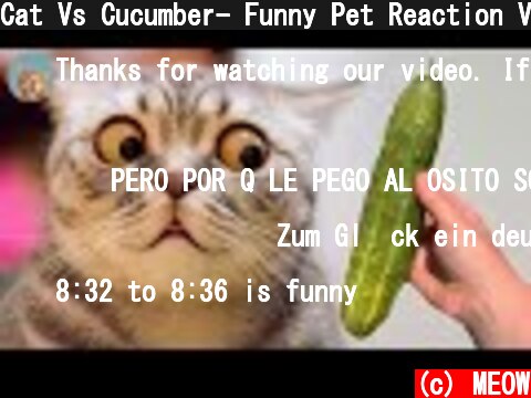 Cat Vs Cucumber- Funny Pet Reaction Videos 2021 | MEOW  (c) MEOW