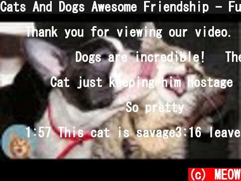 Cats And Dogs Awesome Friendship - Funny Pet Videos | MEOW  (c) MEOW