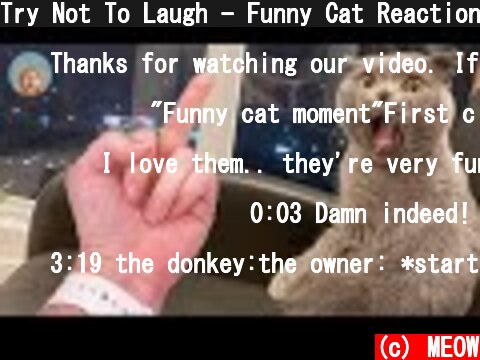 Try Not To Laugh - Funny Cat Reaction! MEOW  (c) MEOW