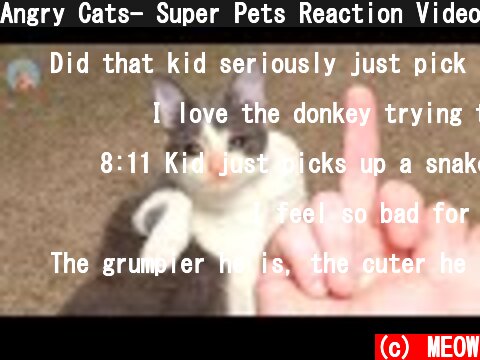 Angry Cats- Super Pets Reaction Video #3| MEOW  (c) MEOW