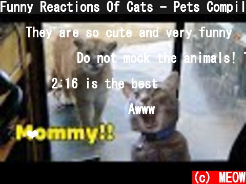 Funny Reactions Of Cats - Pets Compilation 2021| MEOW  (c) MEOW