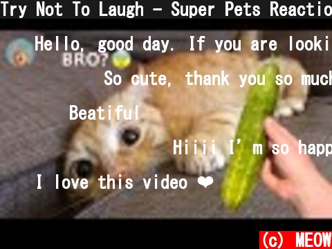 Try Not To Laugh - Super Pets Reaction Video| MEOW  (c) MEOW