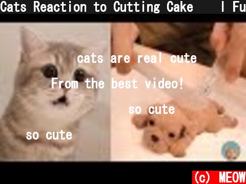 Cats Reaction to Cutting Cake 🤣 l Funny Pets Cake Reaction Funny | MEOW  (c) MEOW