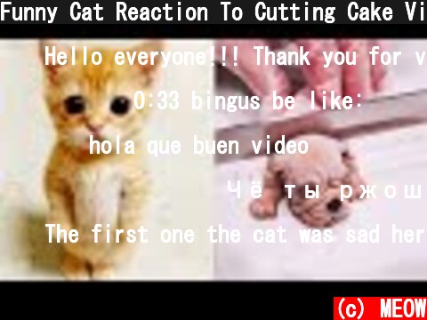 Funny Cat Reaction To Cutting Cake Videos | Super Cats  (c) MEOW