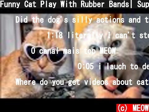 Funny Cat Play With Rubber Bands| Super Cats  (c) MEOW