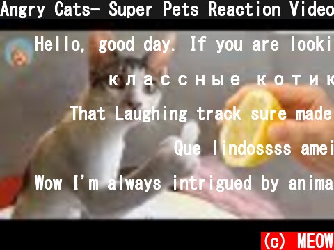 Angry Cats- Super Pets Reaction Videos #4| MEOW  (c) MEOW