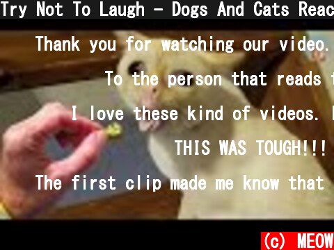 Try Not To Laugh - Dogs And Cats Reaction To Food| MEOW  (c) MEOW