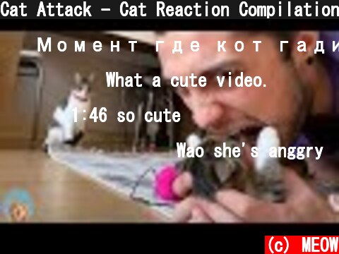 Cat Attack - Cat Reaction Compilation| MEOW  (c) MEOW
