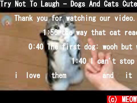 Try Not To Laugh - Dogs And Cats Cute Reaction| MEOW  (c) MEOW