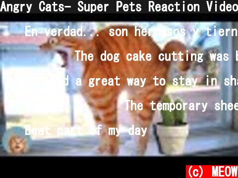 Angry Cats- Super Pets Reaction Videos #2| MEOW  (c) MEOW