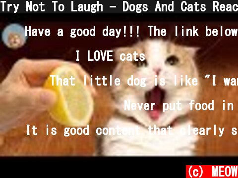 Try Not To Laugh - Dogs And Cats Reaction To Food #2| MEOW  (c) MEOW