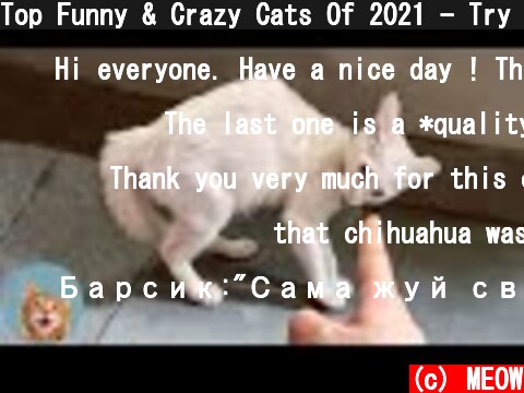 Top Funny & Crazy Cats Of 2021 - Try Not To Laugh | MEOW  (c) MEOW