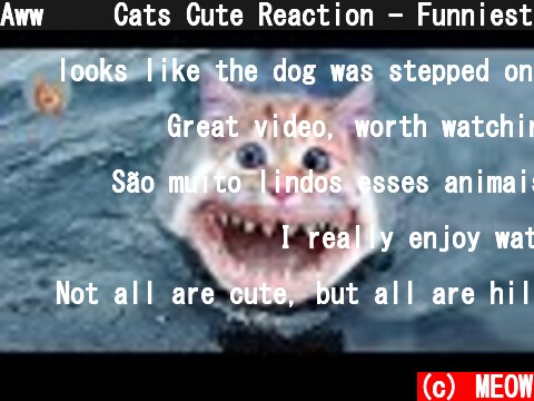Aww😂😂 Cats Cute Reaction - Funniest 3 Minutes of The Week.| MEOW  (c) MEOW