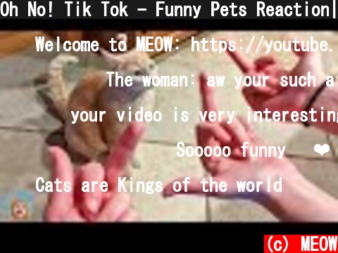 Oh No! Tik Tok - Funny Pets Reaction| MEOW  (c) MEOW