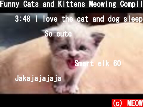 Funny Cats and Kittens Meowing Compilation | Super Cats  (c) MEOW